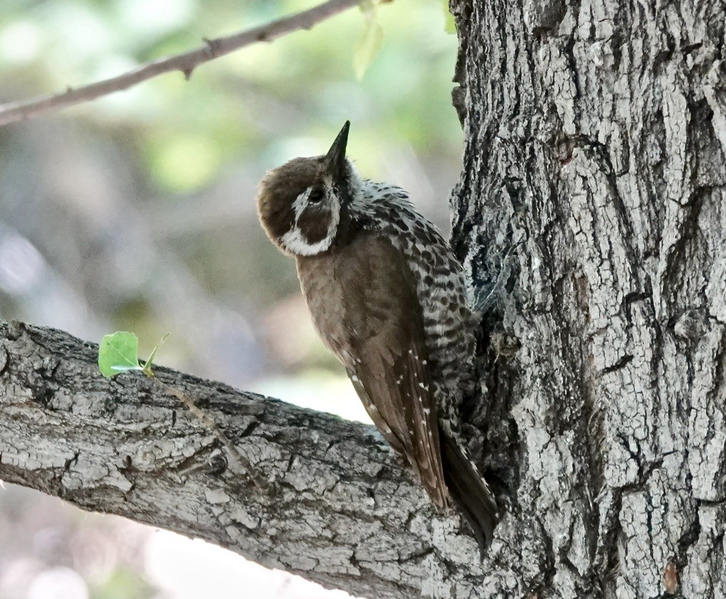 Arizona Woodpecker - Rick Taylor