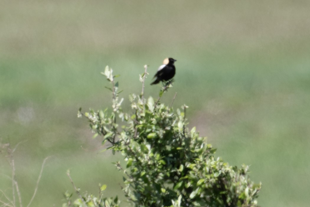 Bobolink - James Hatfield