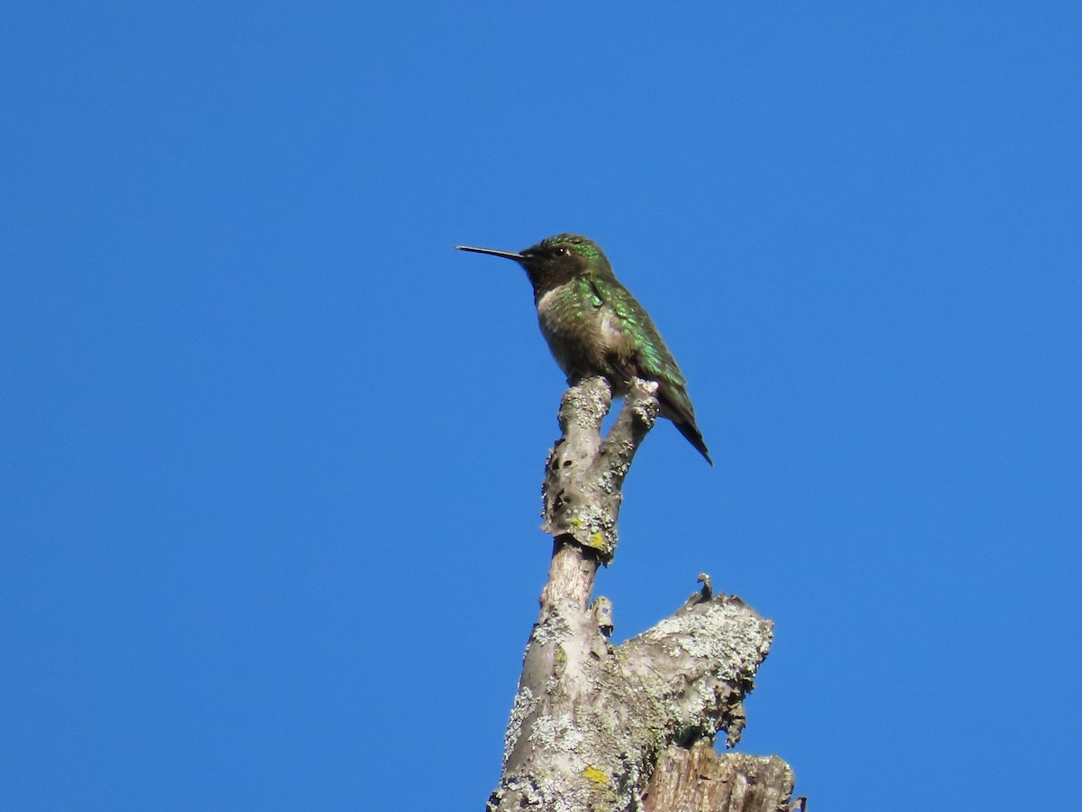 Ruby-throated Hummingbird - Carla Bregman