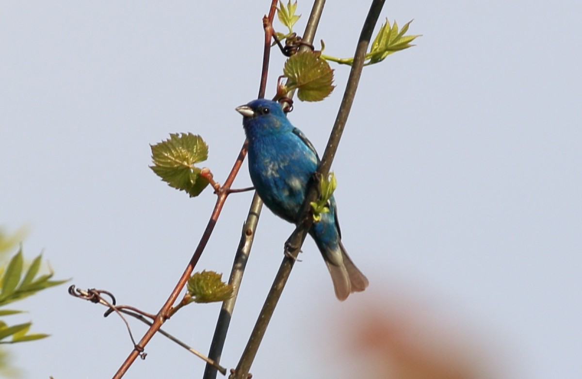 Indigo Bunting - Kim Weeks