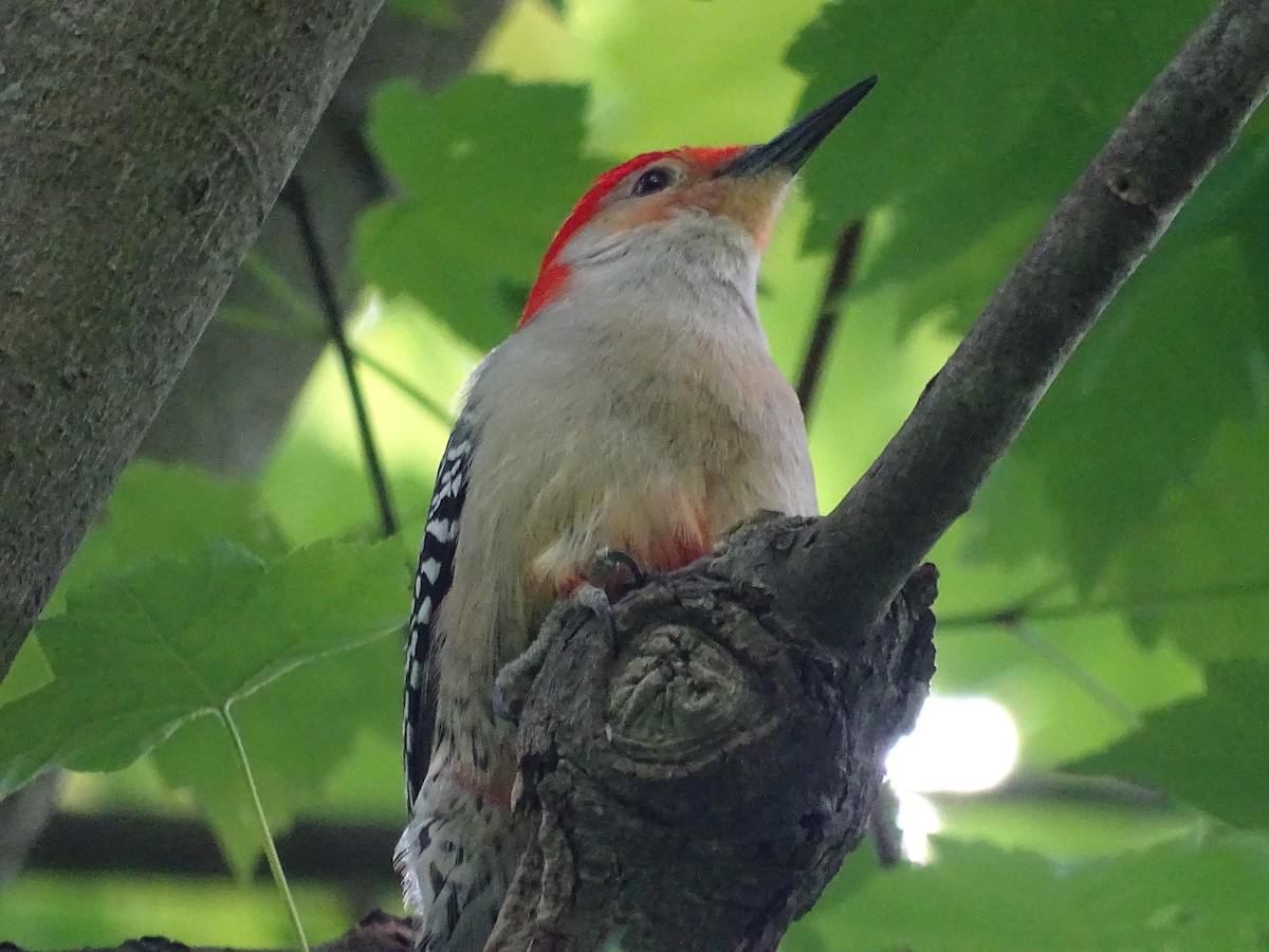 Red-bellied Woodpecker - Jim Walton