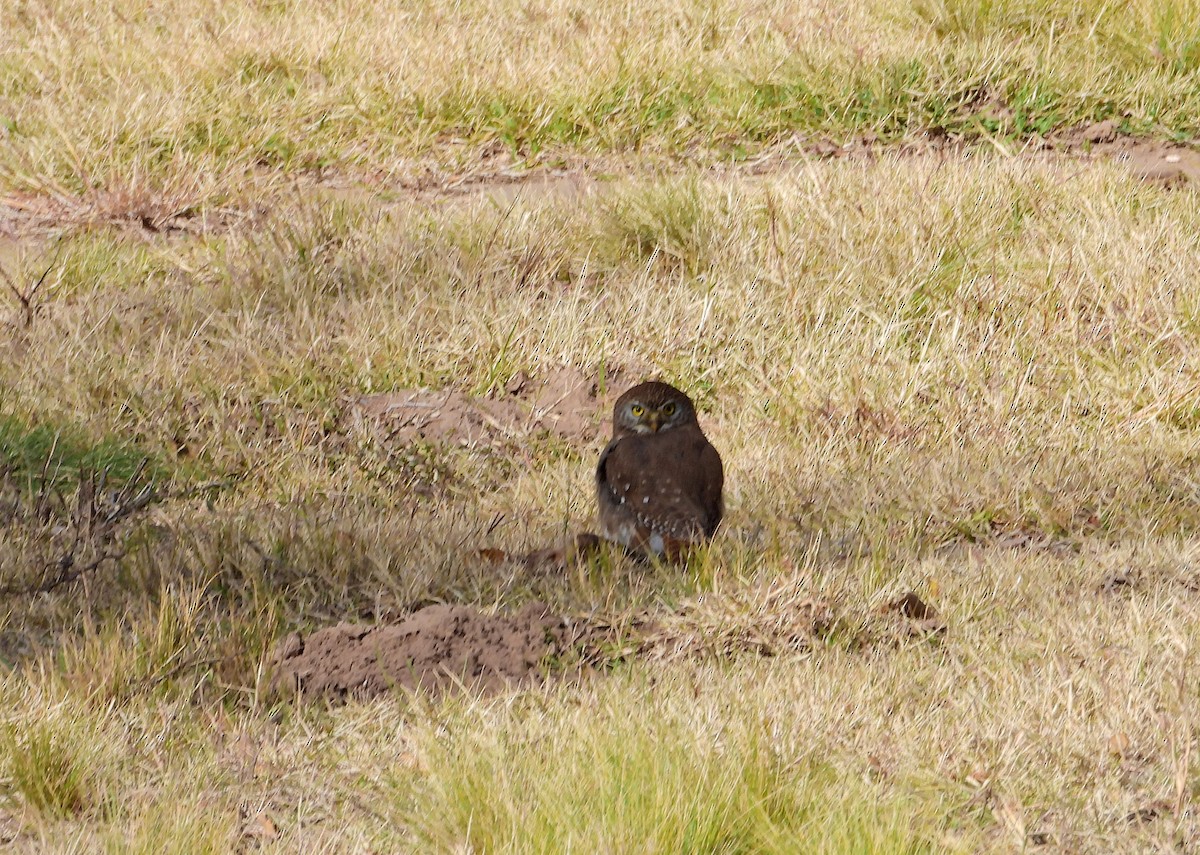 Ferruginous Pygmy-Owl - Hugo Valderrey