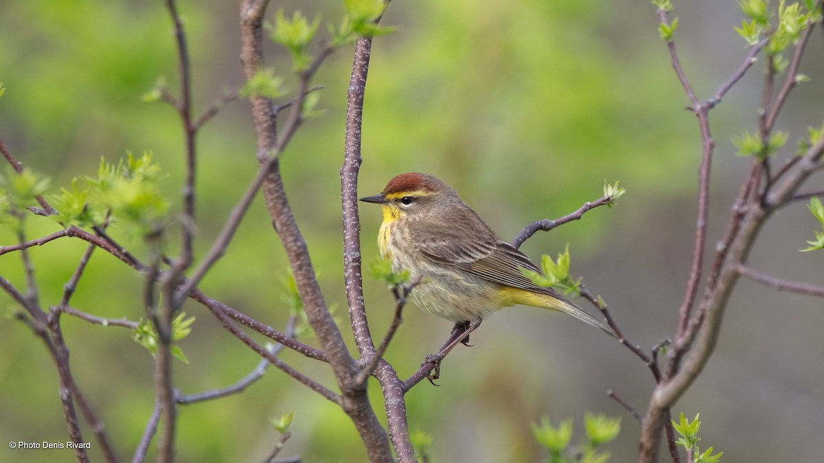 Palm Warbler - Denis Rivard