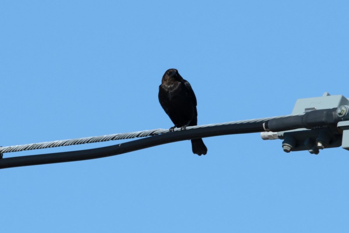 Brown-headed Cowbird - James Hatfield