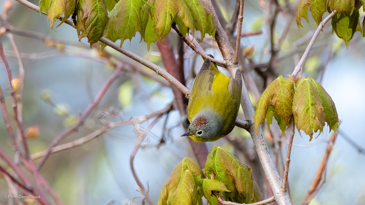 Nashville Warbler - ML619040157