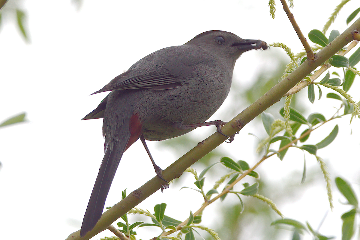 Pájaro Gato Gris - ML619040158