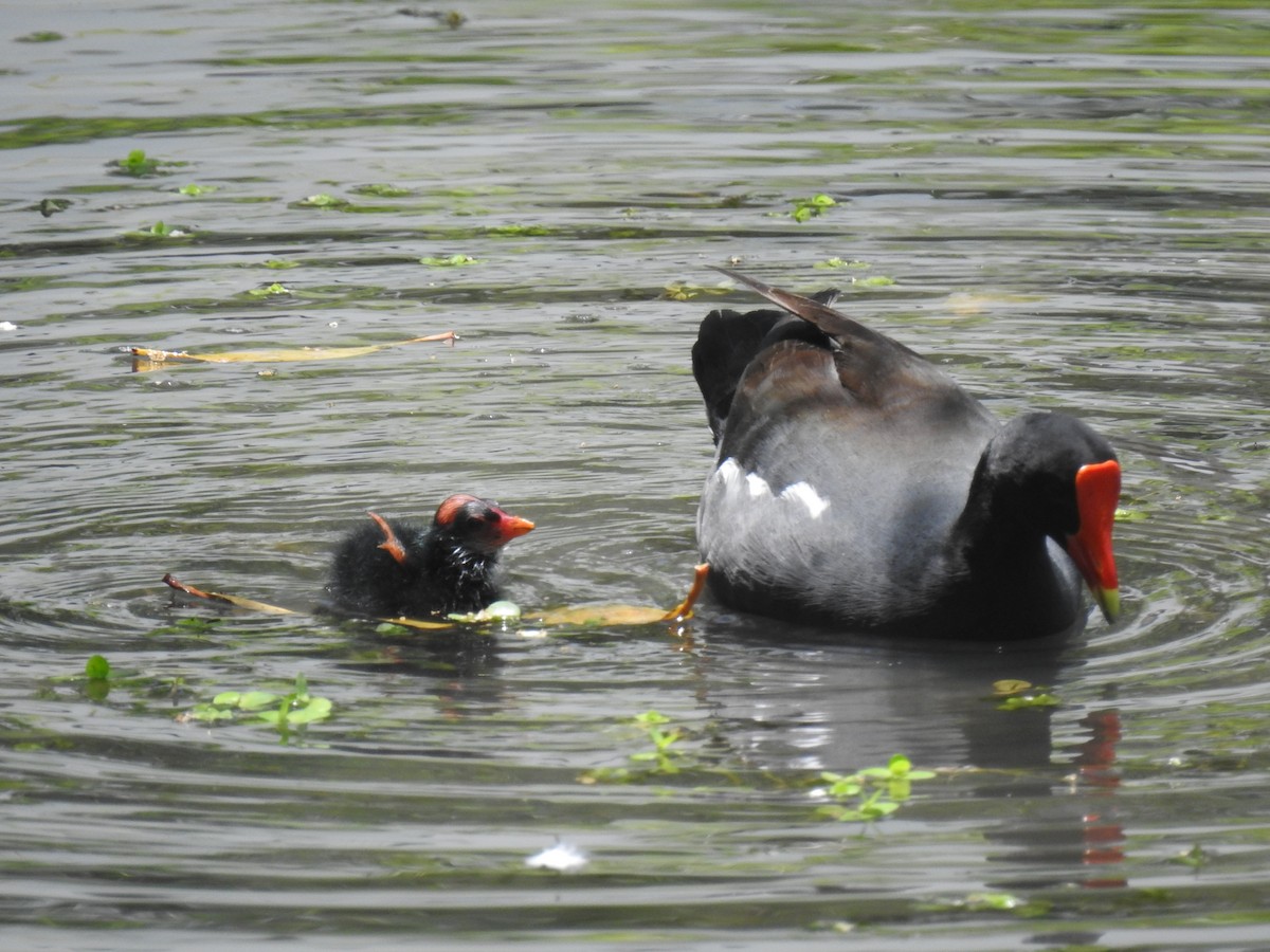 Common Gallinule - ML619040162