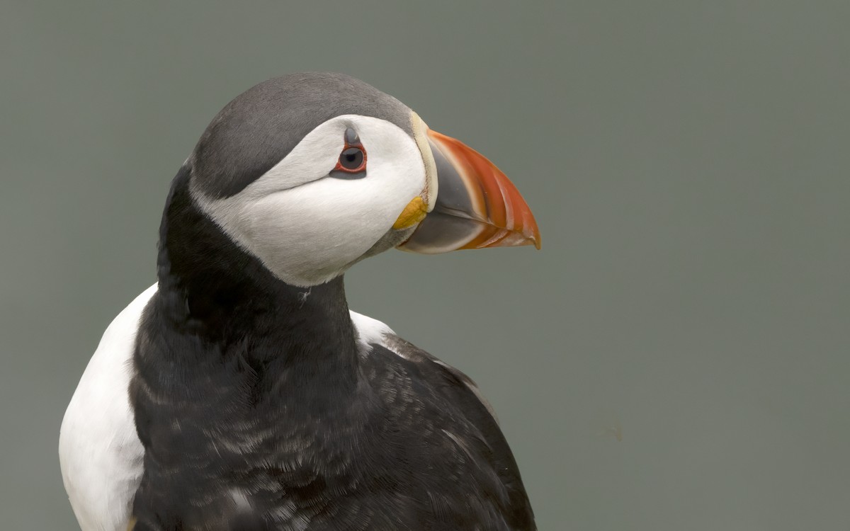 Atlantic Puffin - Bob  Wood