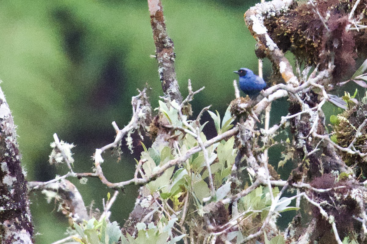 Masked Flowerpiercer - Debbie Metler