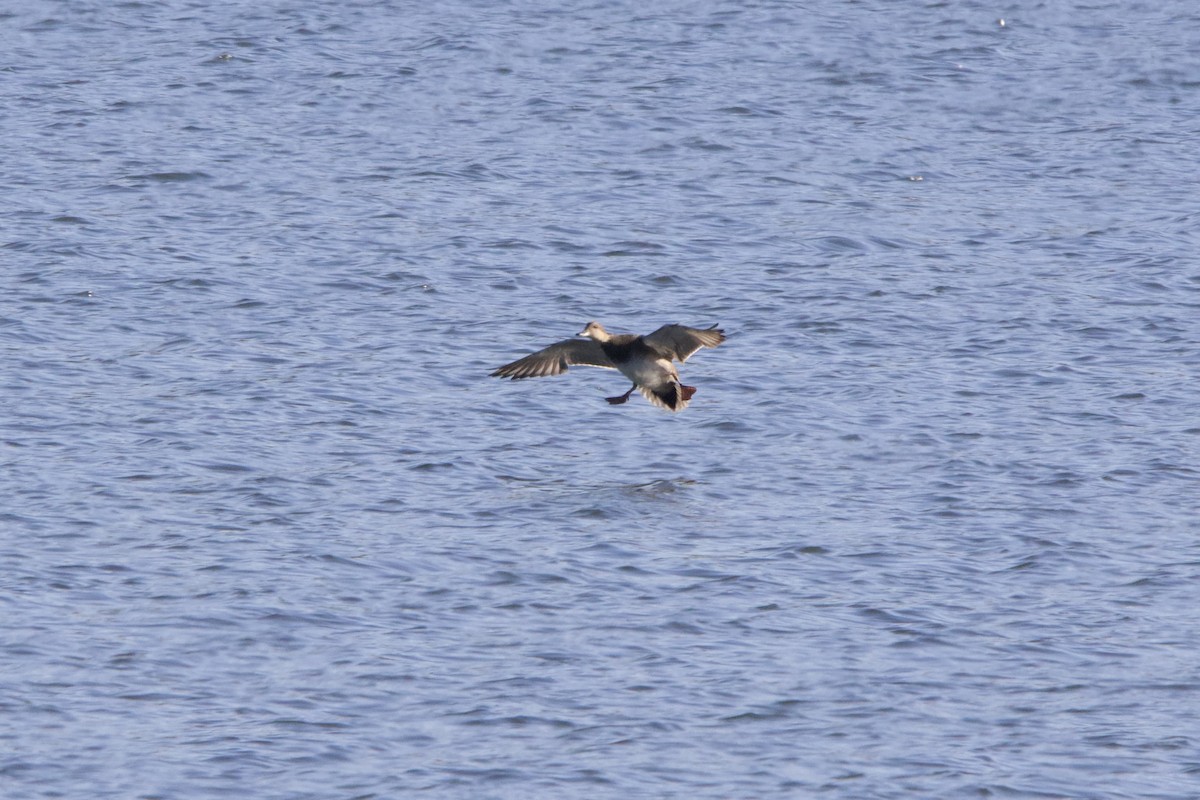 Gadwall - John Shamgochian