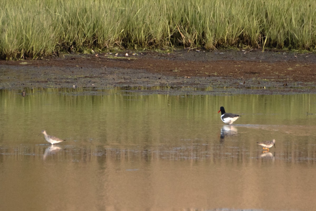 Greater Yellowlegs - James Hatfield