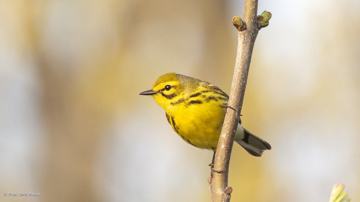 Prairie Warbler - ML619040199