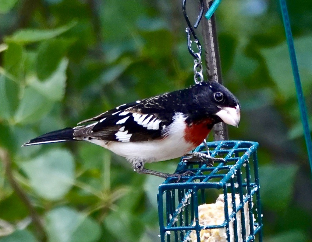 Rose-breasted Grosbeak - Rick Taylor