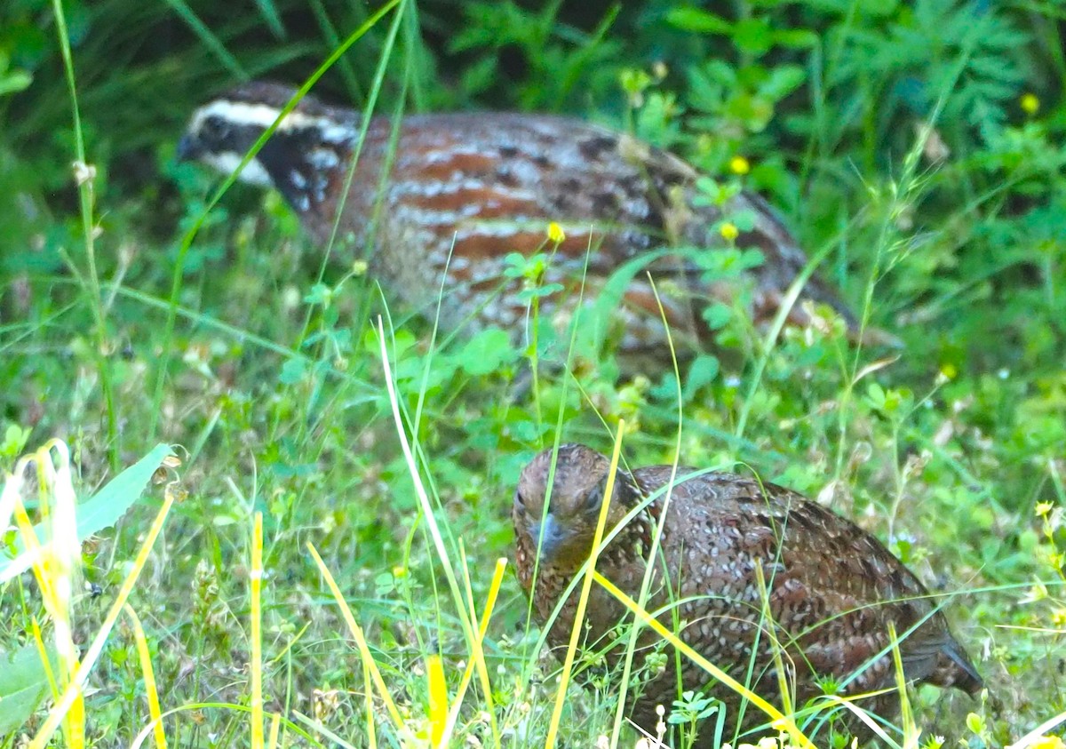 Northern Bobwhite - ML619040243