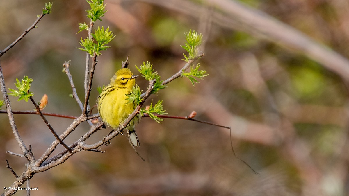 Prairie Warbler - ML619040271