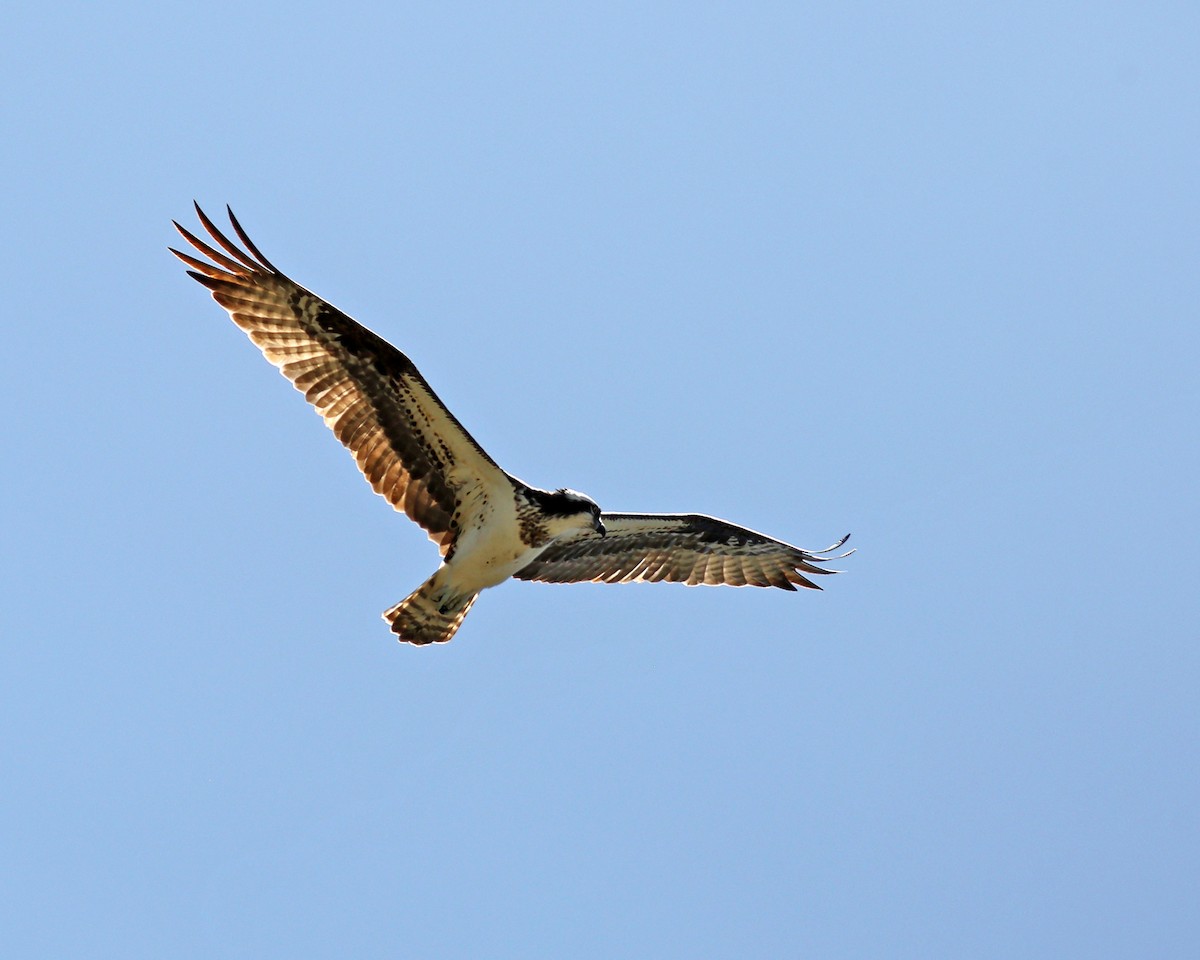 Osprey - Marceline VandeWater