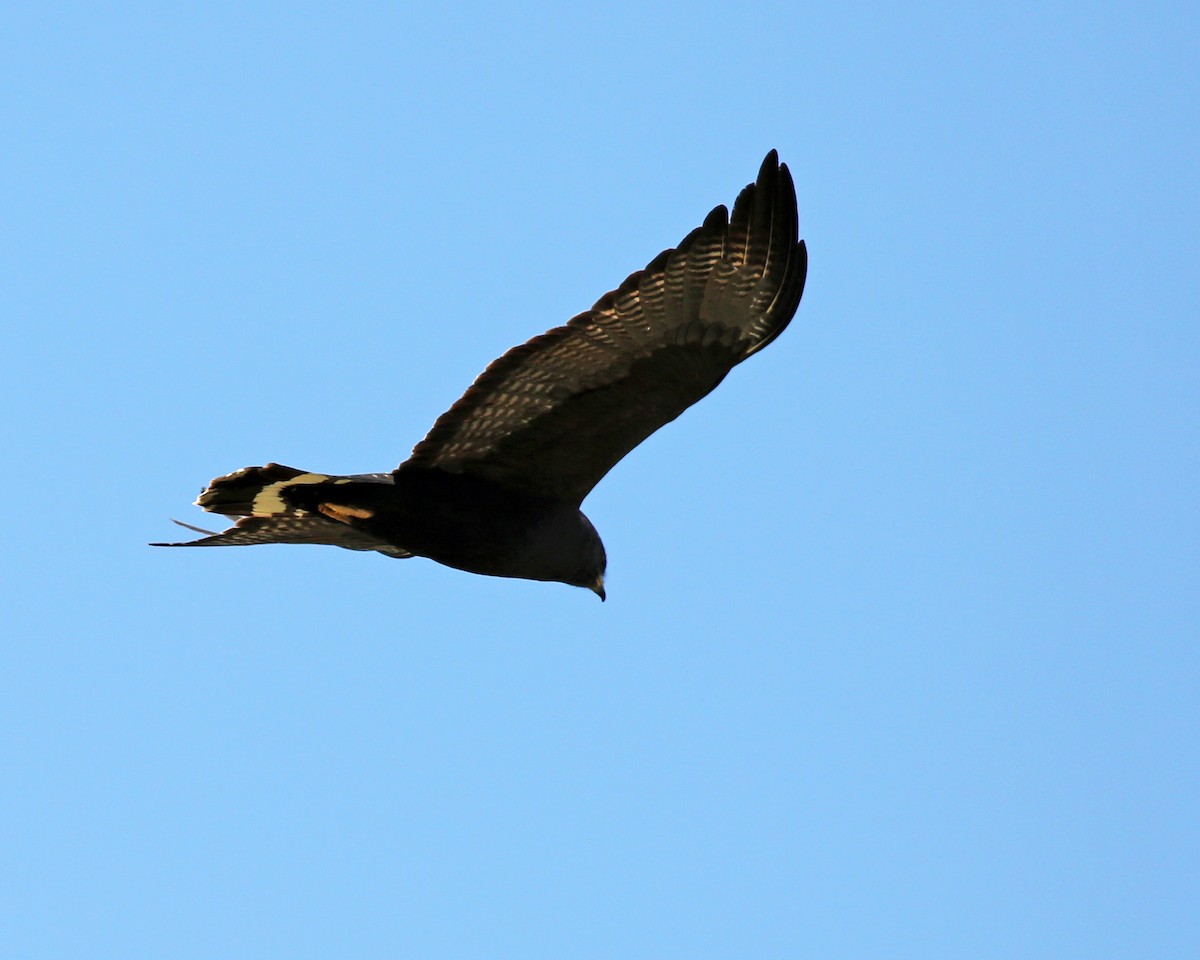 Zone-tailed Hawk - Marceline VandeWater