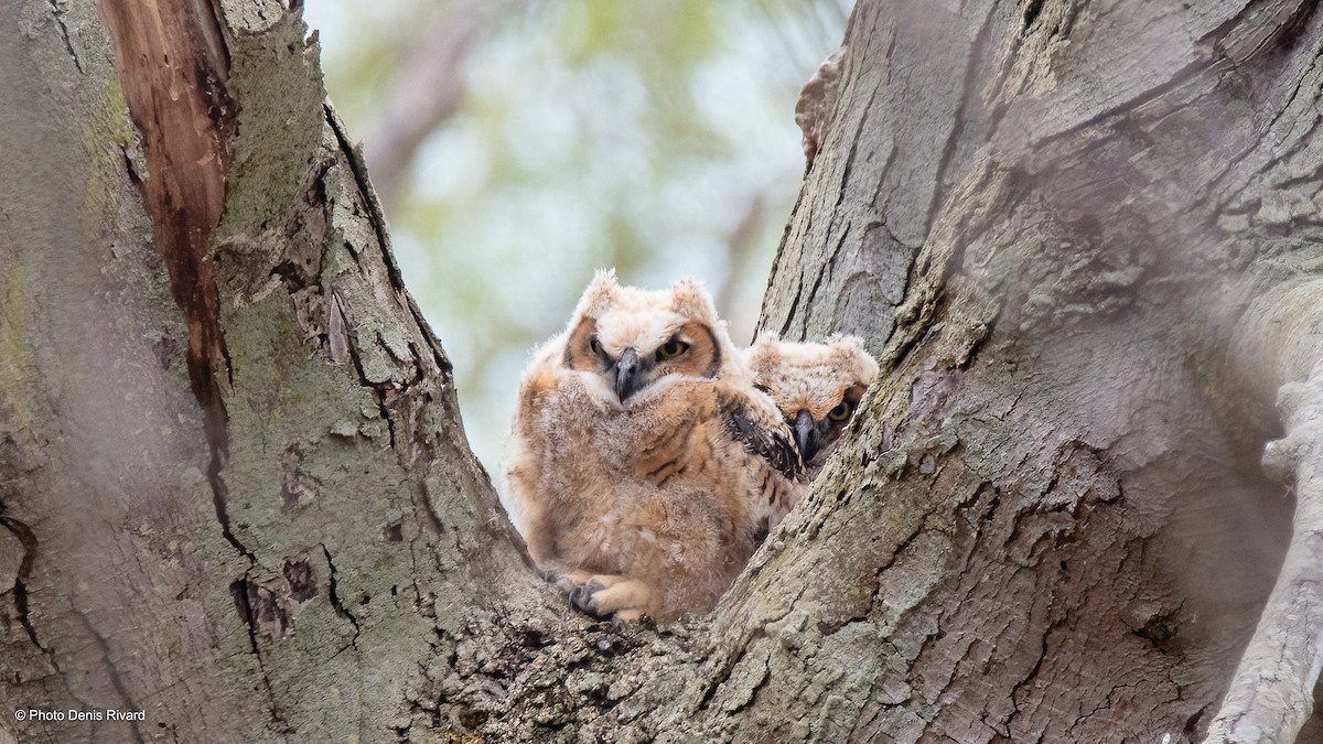 Great Horned Owl - Denis Rivard