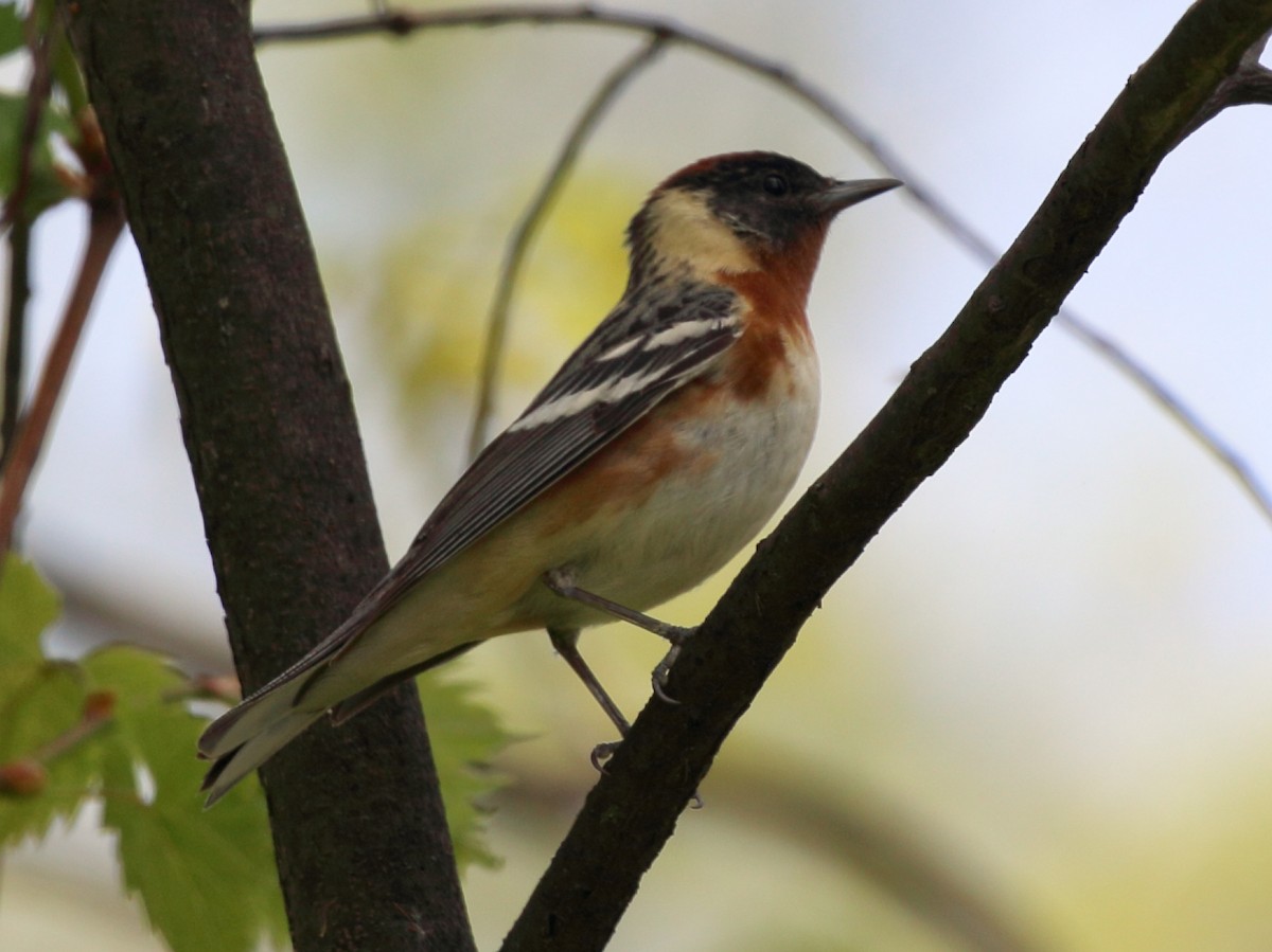 Bay-breasted Warbler - Kim Weeks