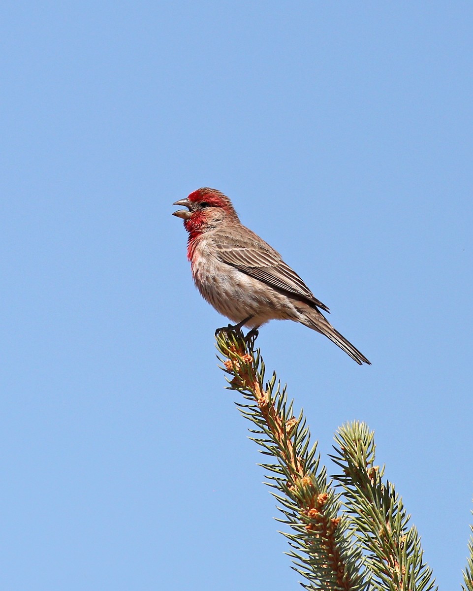 House Finch - ML619040367