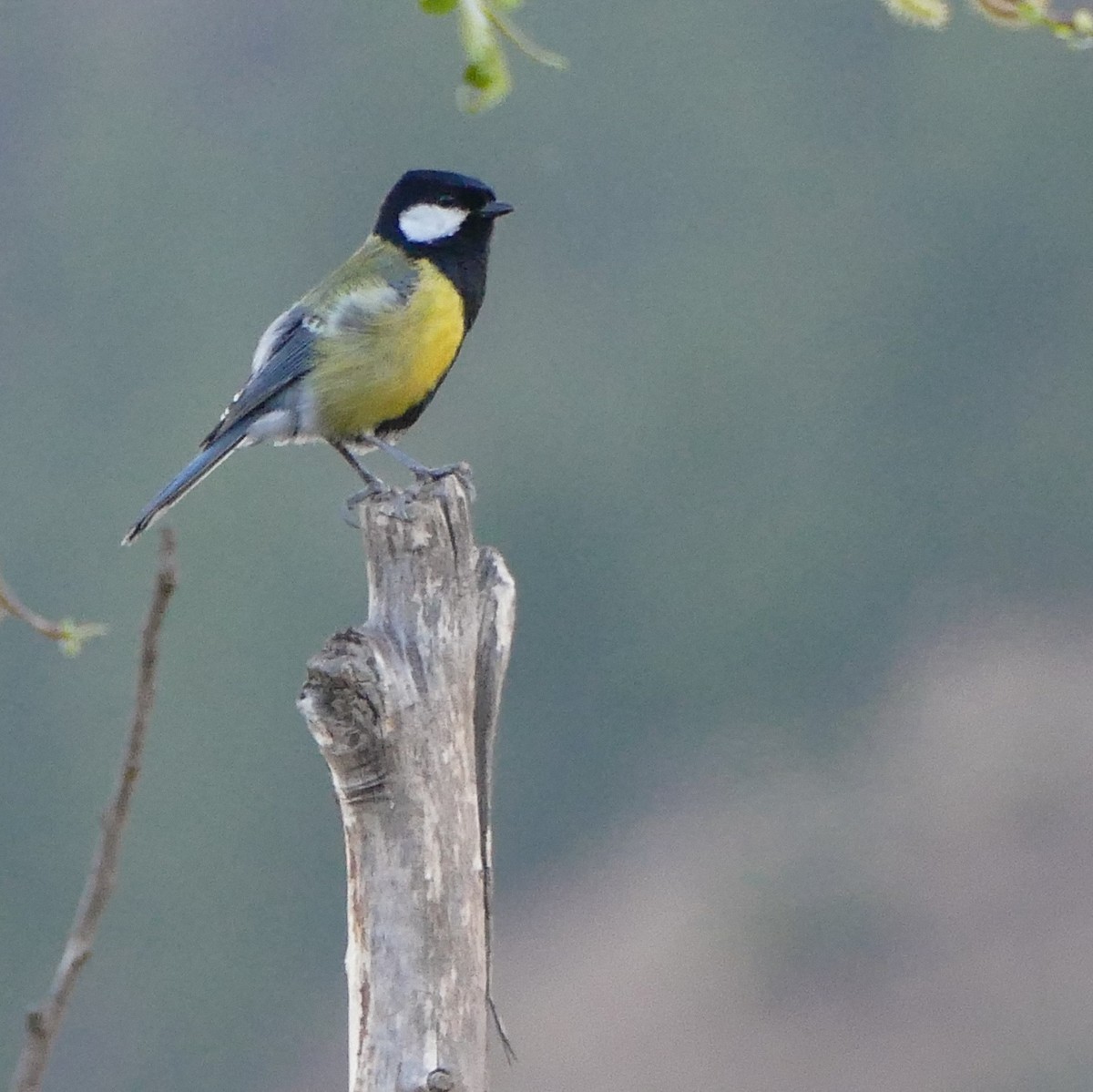 Green-backed Tit - Heinrich Schiess