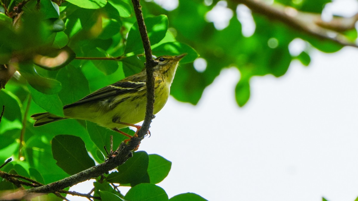 Blackpoll Warbler - Tuly  Datena