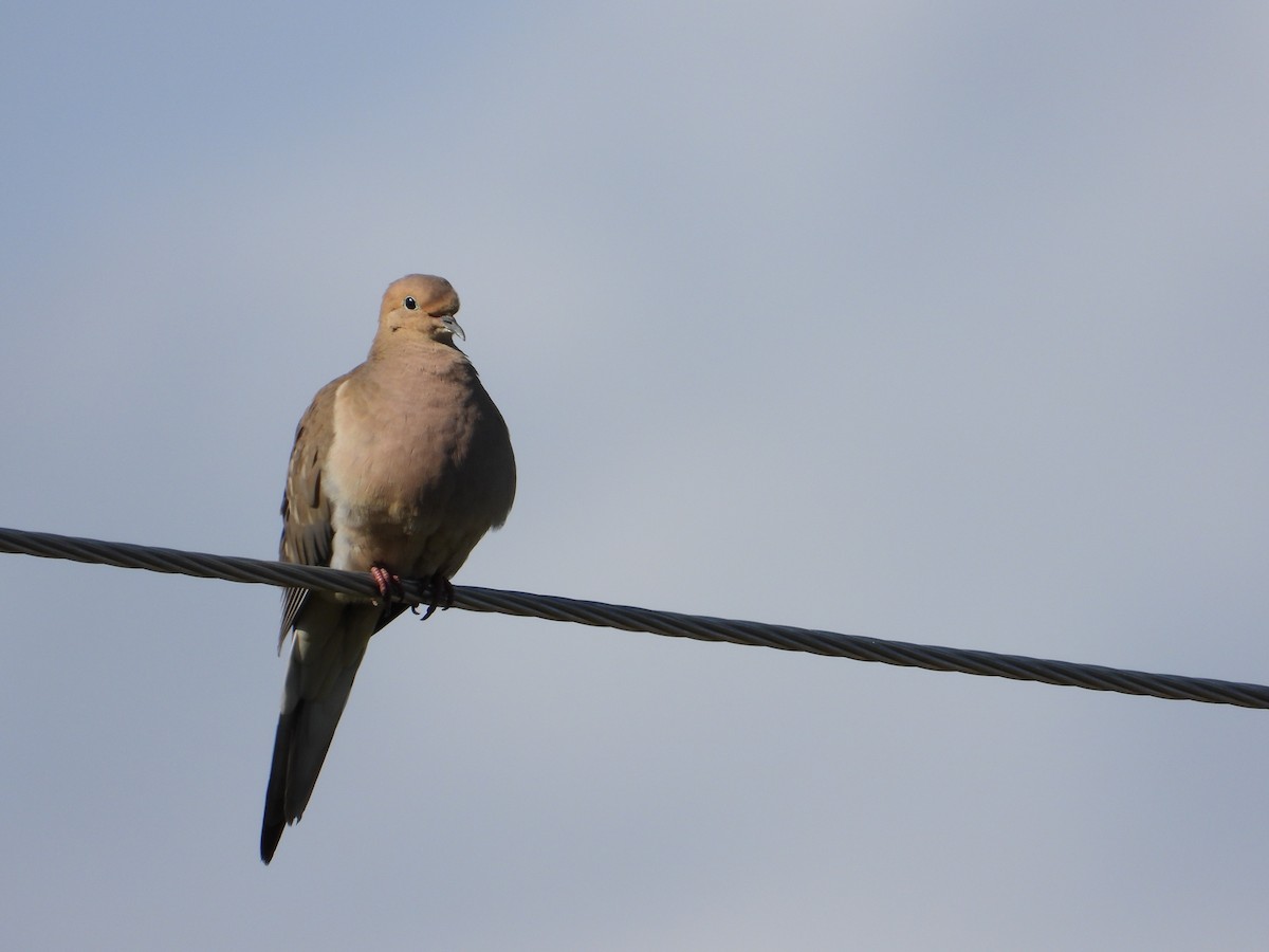 Mourning Dove - Daniel Raleigh