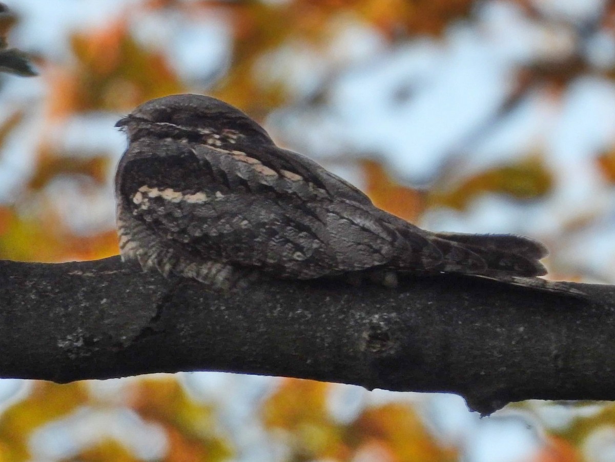 Eurasian Nightjar - ML619040421