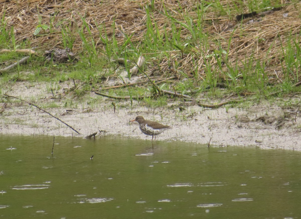 Spotted Sandpiper - ML619040428