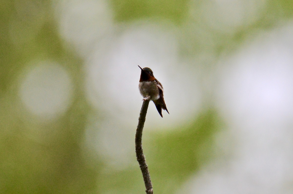 Ruby-throated Hummingbird - Judith James