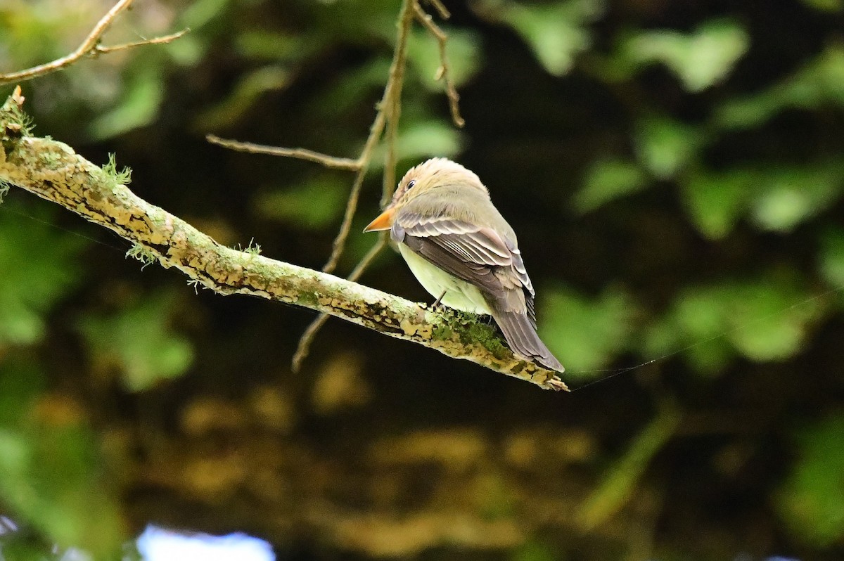 Eastern Wood-Pewee - Marc Bachman