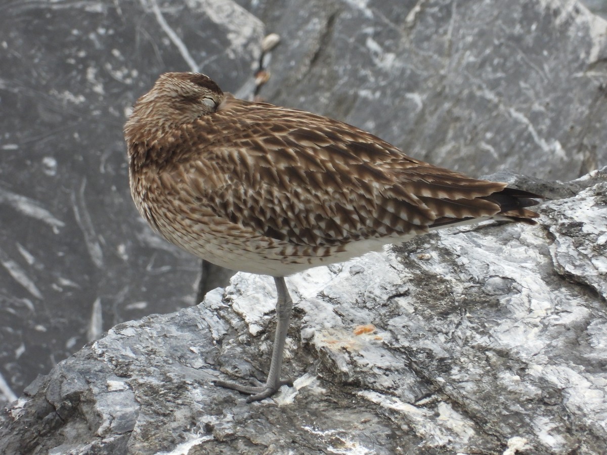 Regenbrachvogel - ML619040435