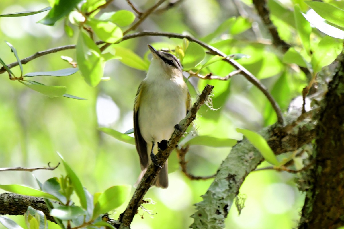 Red-eyed Vireo - Marc Bachman