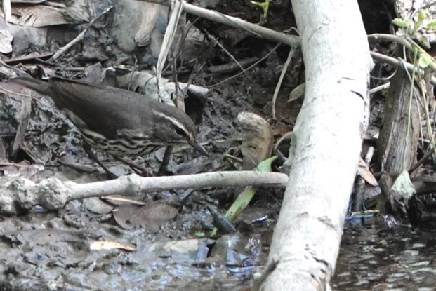 Northern Waterthrush - ML619040460