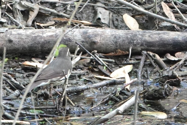 Northern Waterthrush - ML619040461