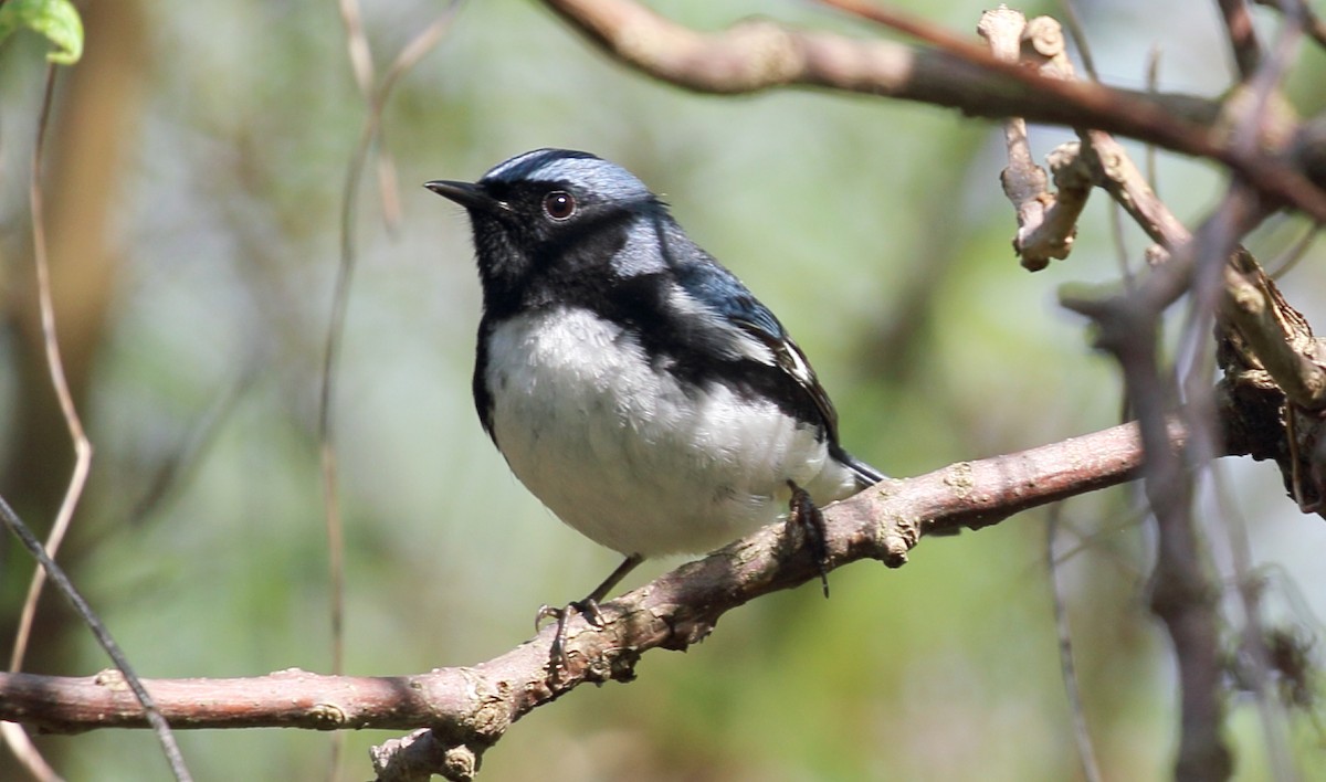 Black-throated Blue Warbler - Kim Weeks