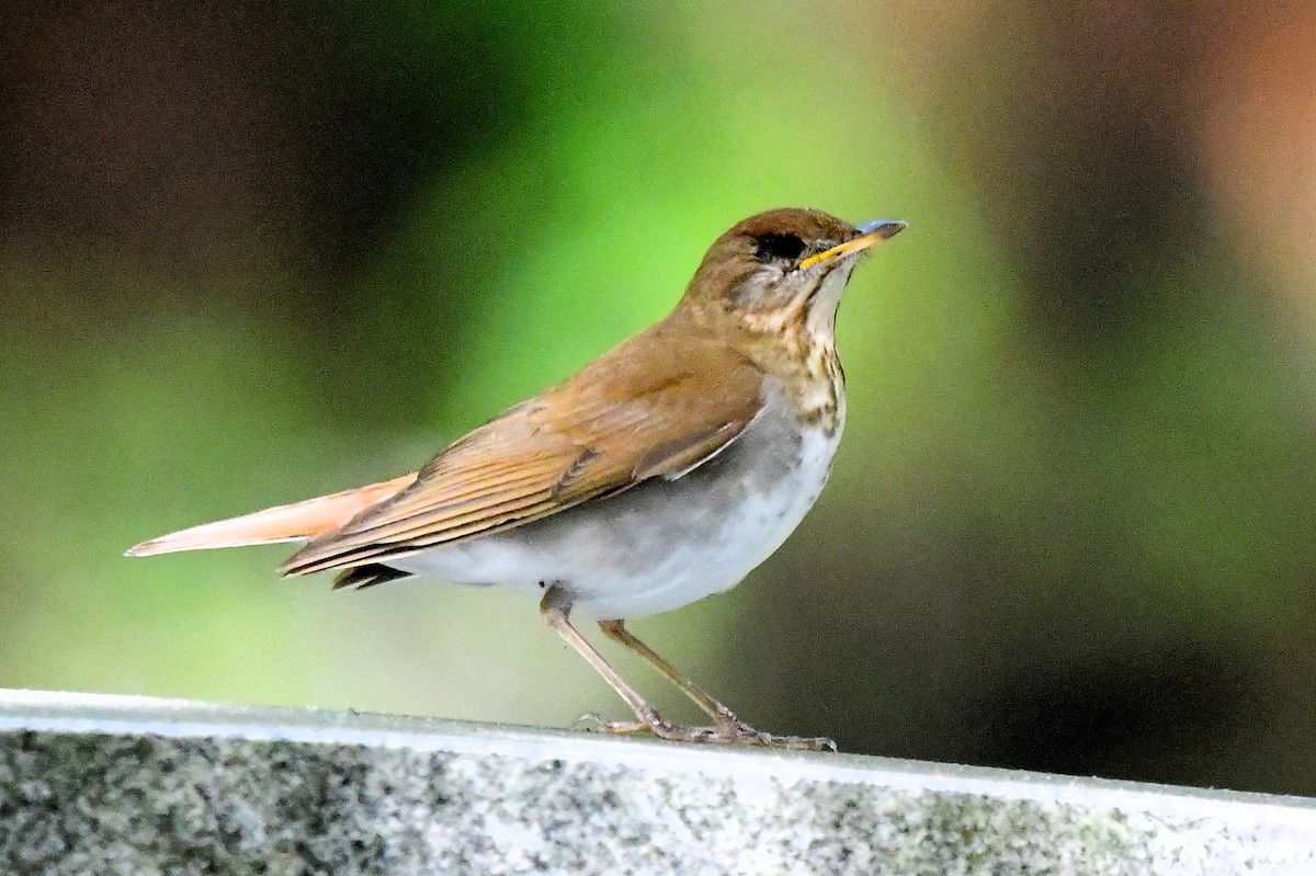 Veery - ML619040468