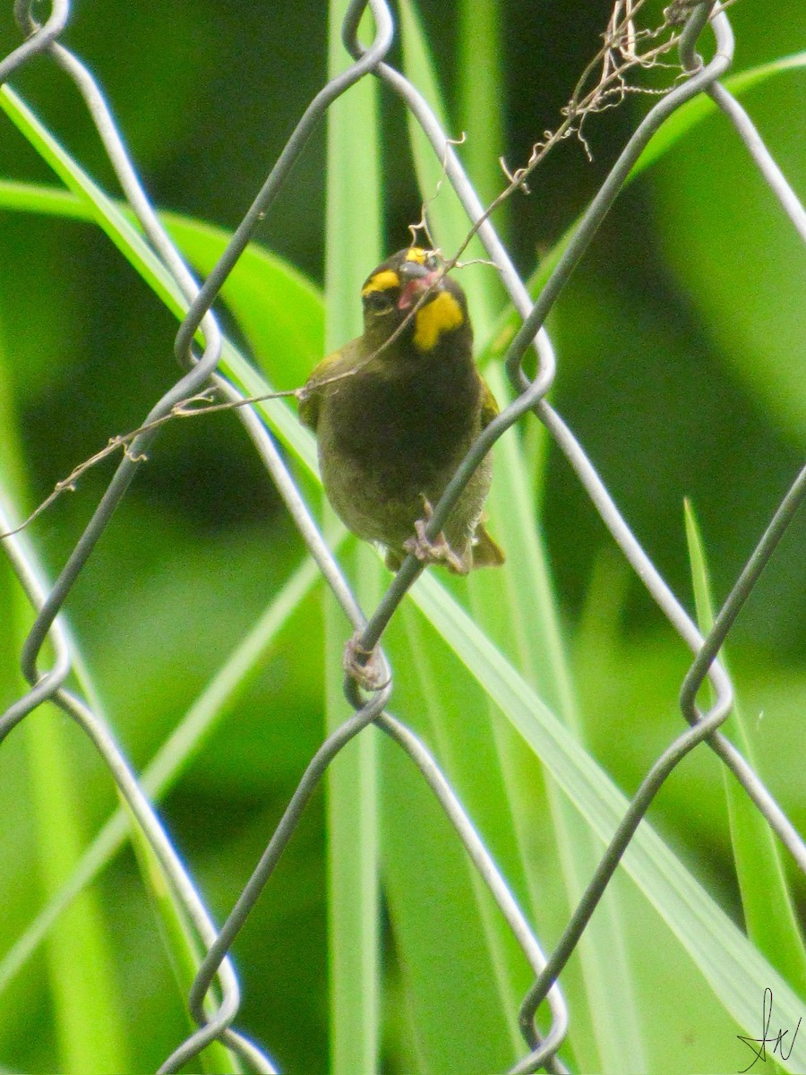 Yellow-faced Grassquit - Nivardo Ávila