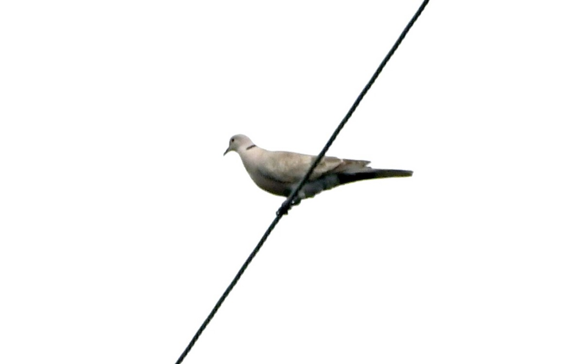 Eurasian Collared-Dove - ML619040480