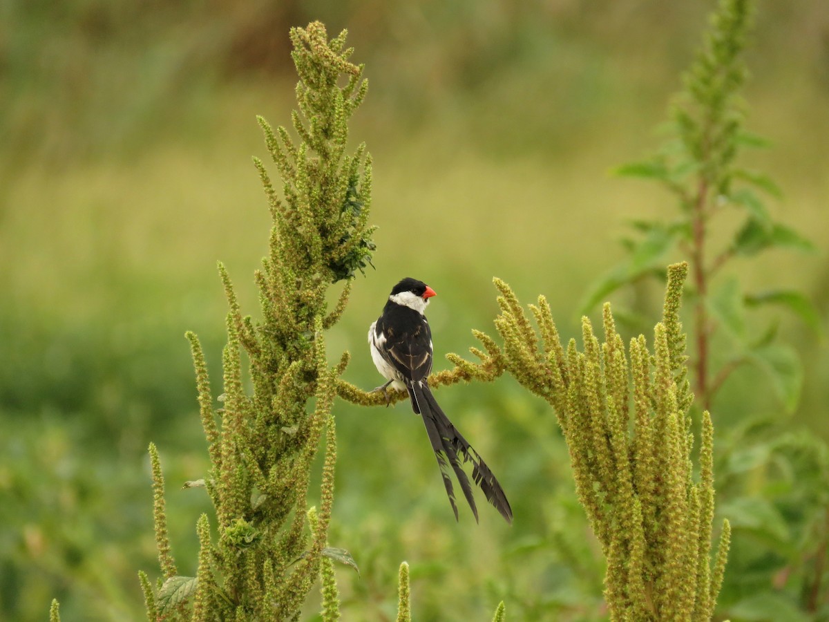 Pin-tailed Whydah - ML619040483