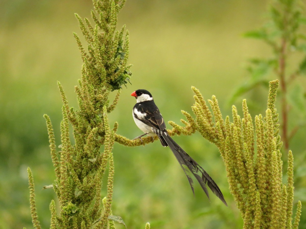 Pin-tailed Whydah - ML619040484