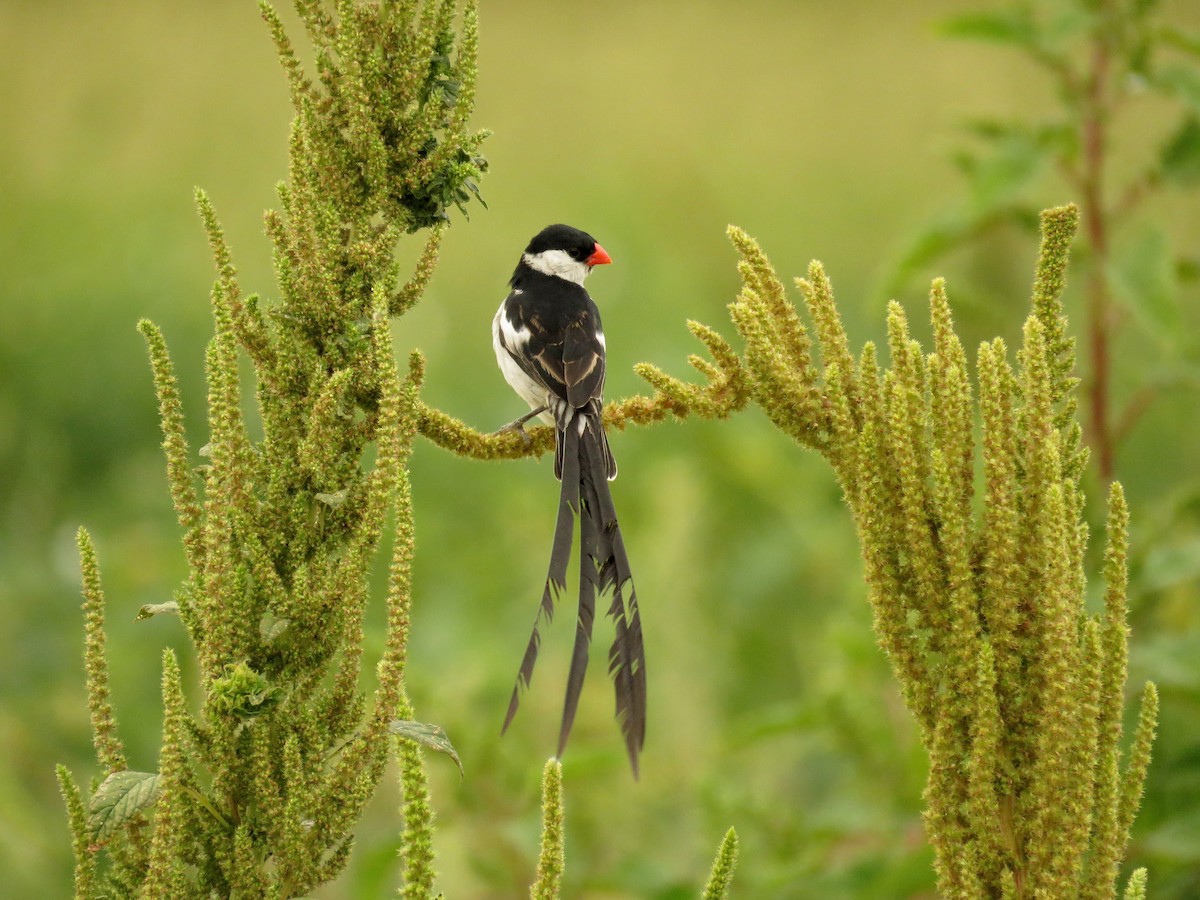 Pin-tailed Whydah - ML619040485
