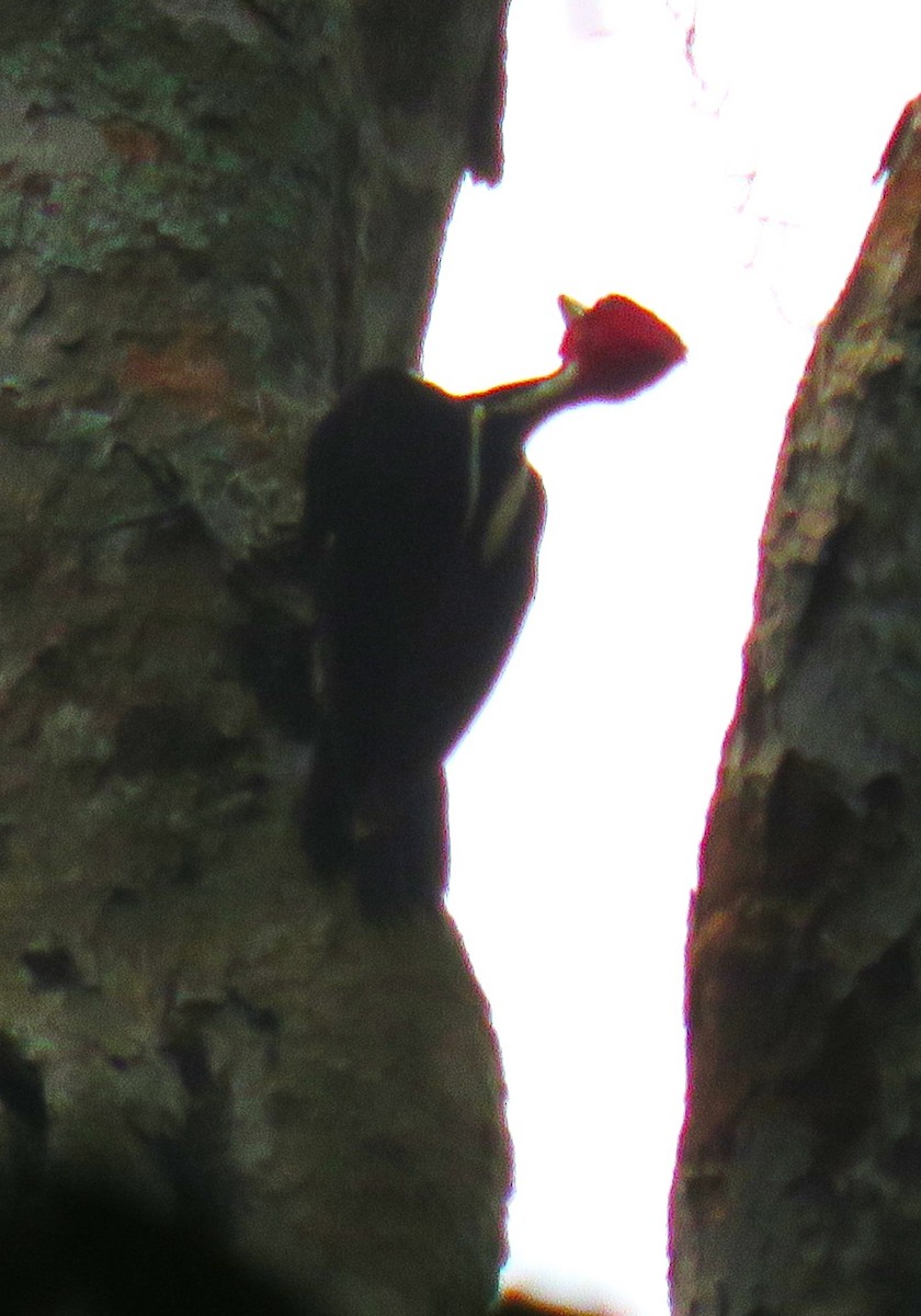 Pale-billed Woodpecker - Eric van den Berghe