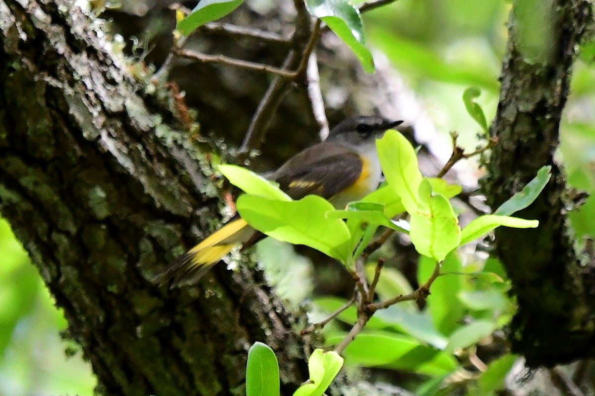 Rotschwanz-Waldsänger - ML619040520