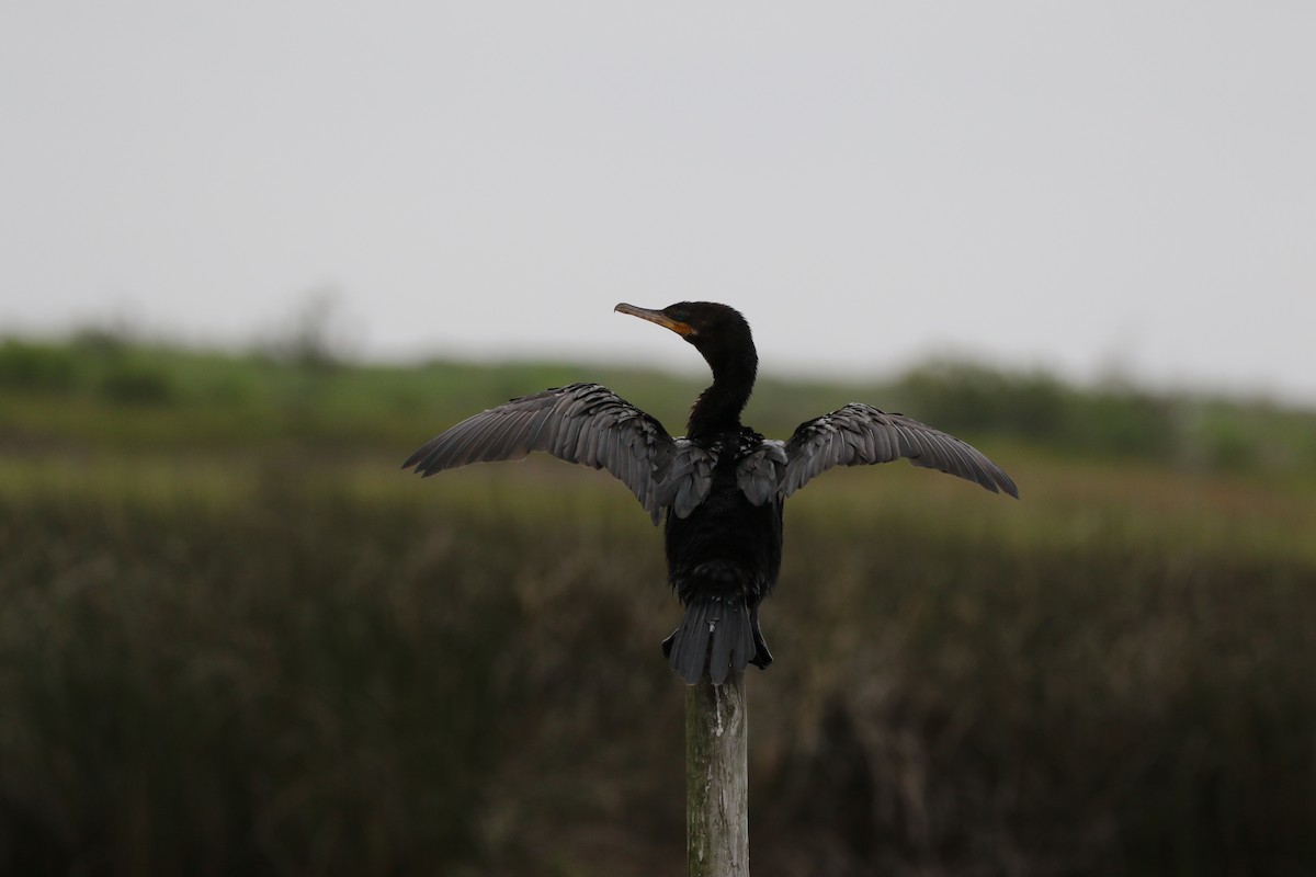 Neotropic Cormorant - Stephanie  Wallace