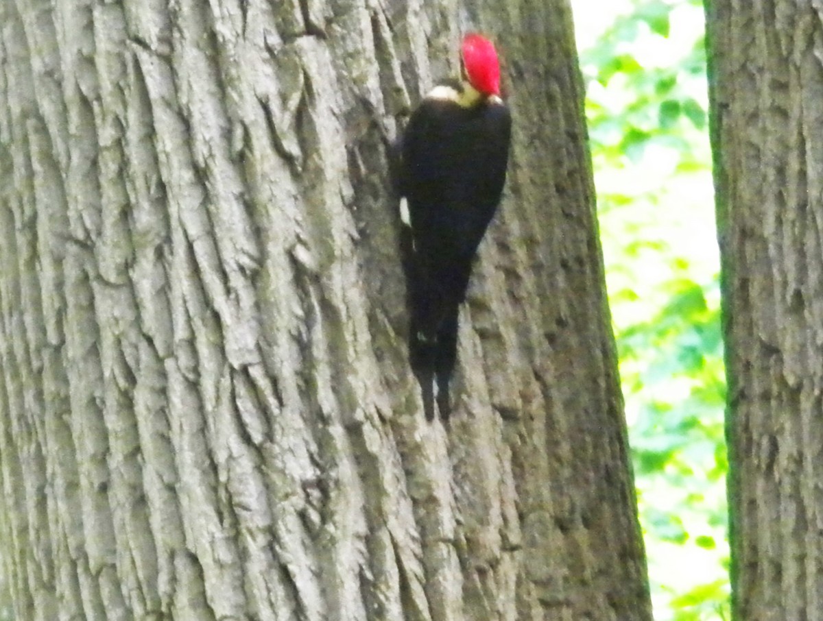 Pileated Woodpecker - Rick Keyser
