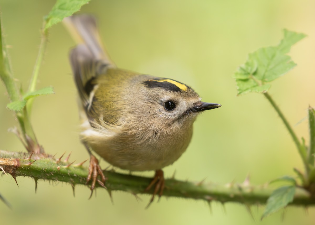 Goldcrest (European) - Nathaniel Dargue