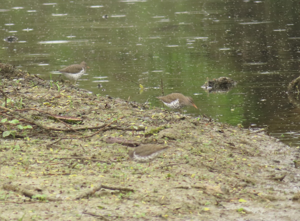 Spotted Sandpiper - ML619040563