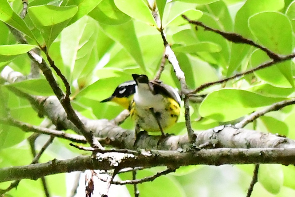 Magnolia Warbler - ML619040566