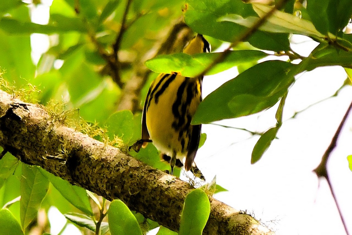 Magnolia Warbler - ML619040568